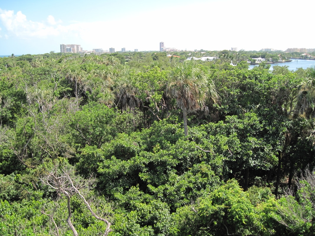 View From the Boardwalk Trail at Gumbo Limbo Nature Center
