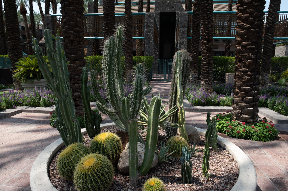 Arizona Cactus Landscaping at Hyatt Regency Scottsdale