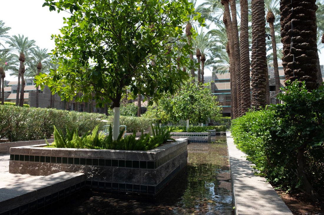 Ponds and Fruit Trees at Hyatt Regency Scottsdale