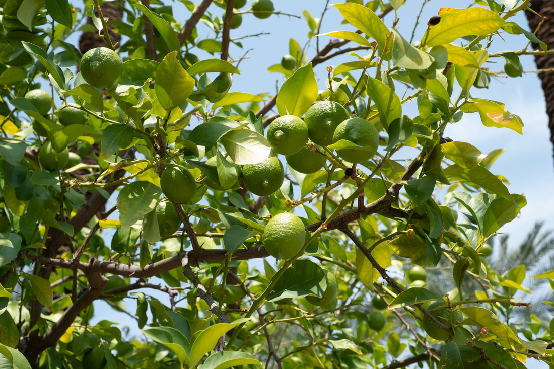 Citrus growing in Arizona
