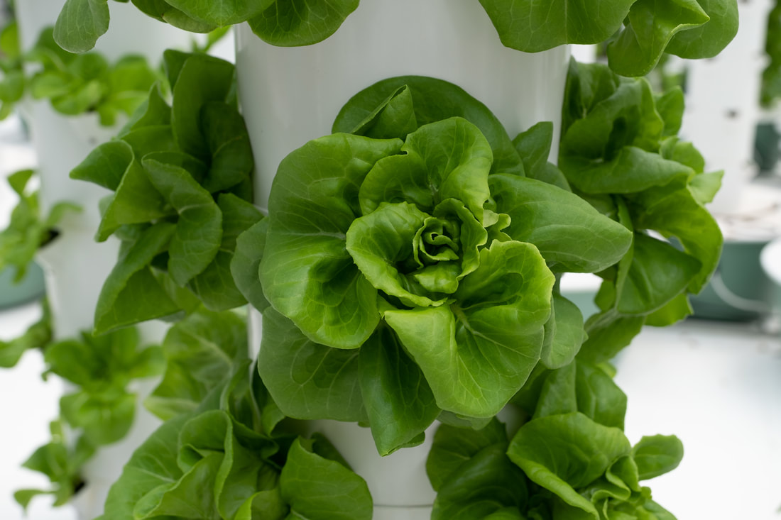 Lettuce from True Garden Vertical Towers
