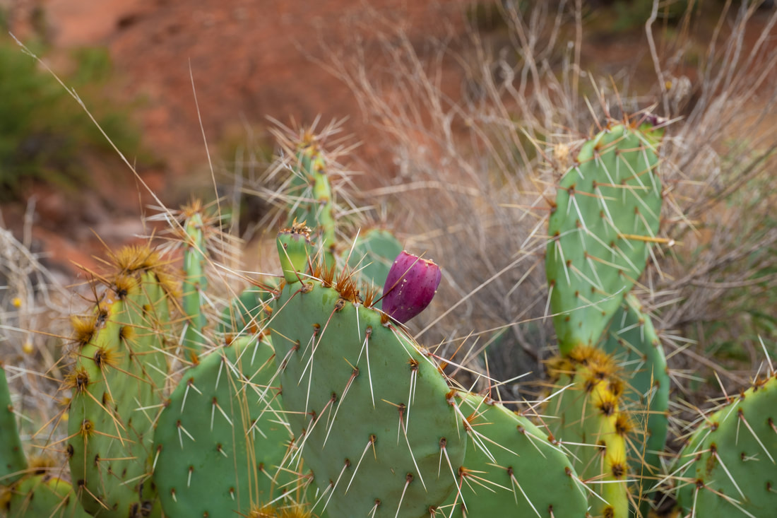 Prickly Pear in Arizona
