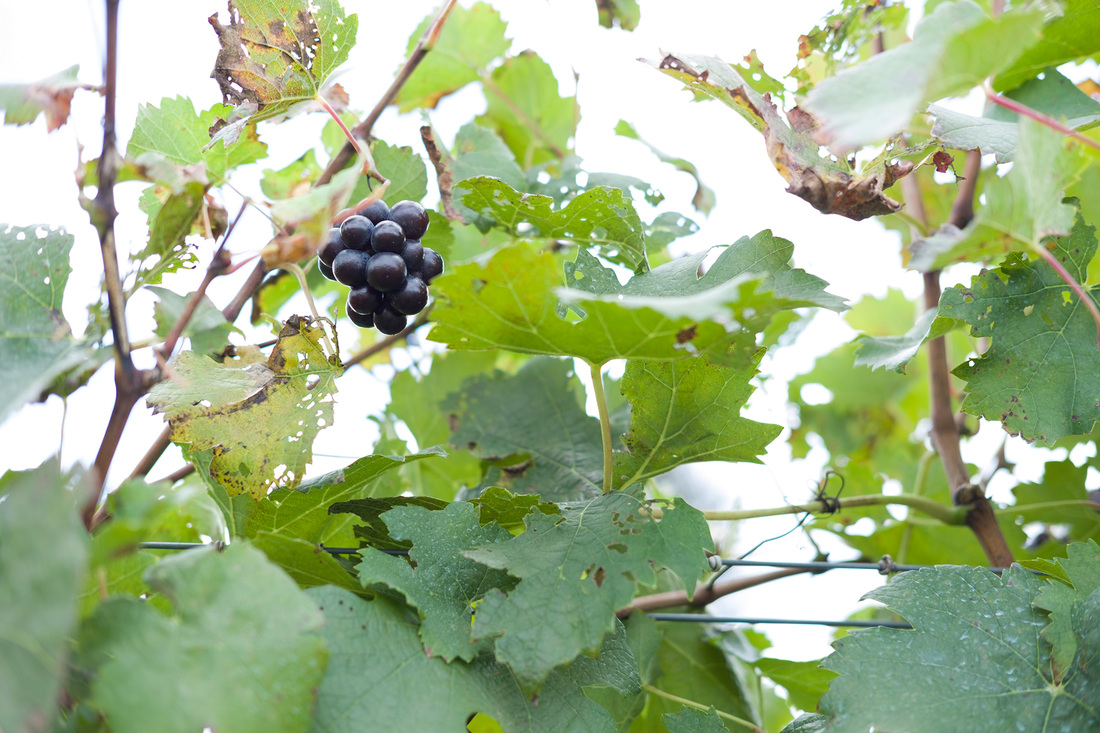Boordy Vineyards Grape Vines