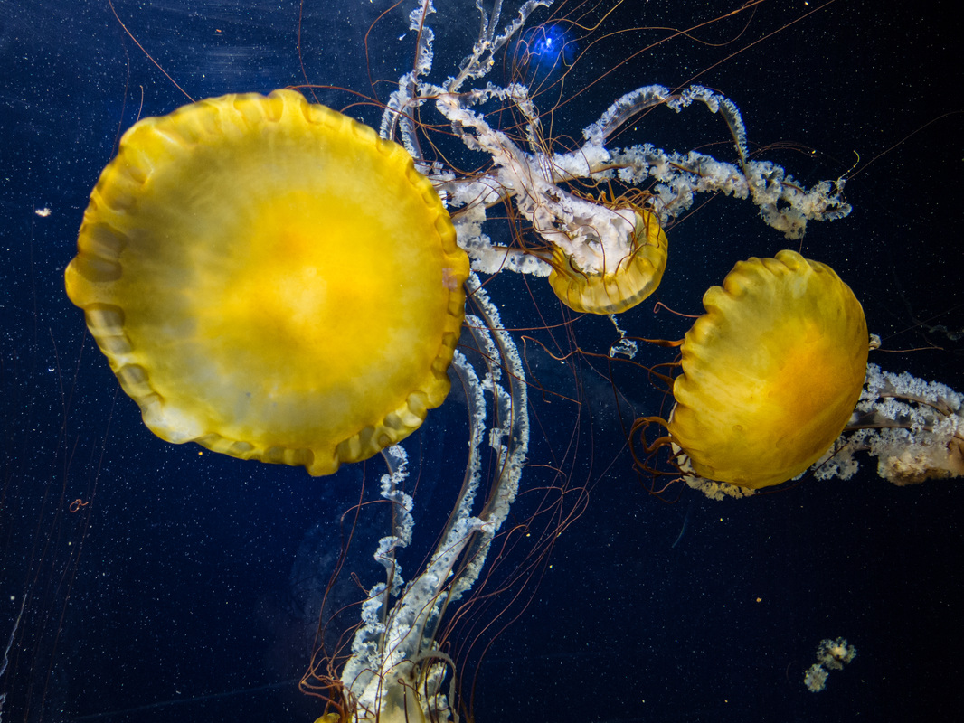 Jellyfish at Aquarium of the Bay, Pier 39 in San Francisco